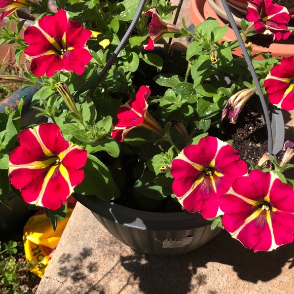 Meet your Posher, Sonya - Picture 9 of 14